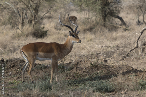male impala who stands among the bushes in the African savannah on a hot day