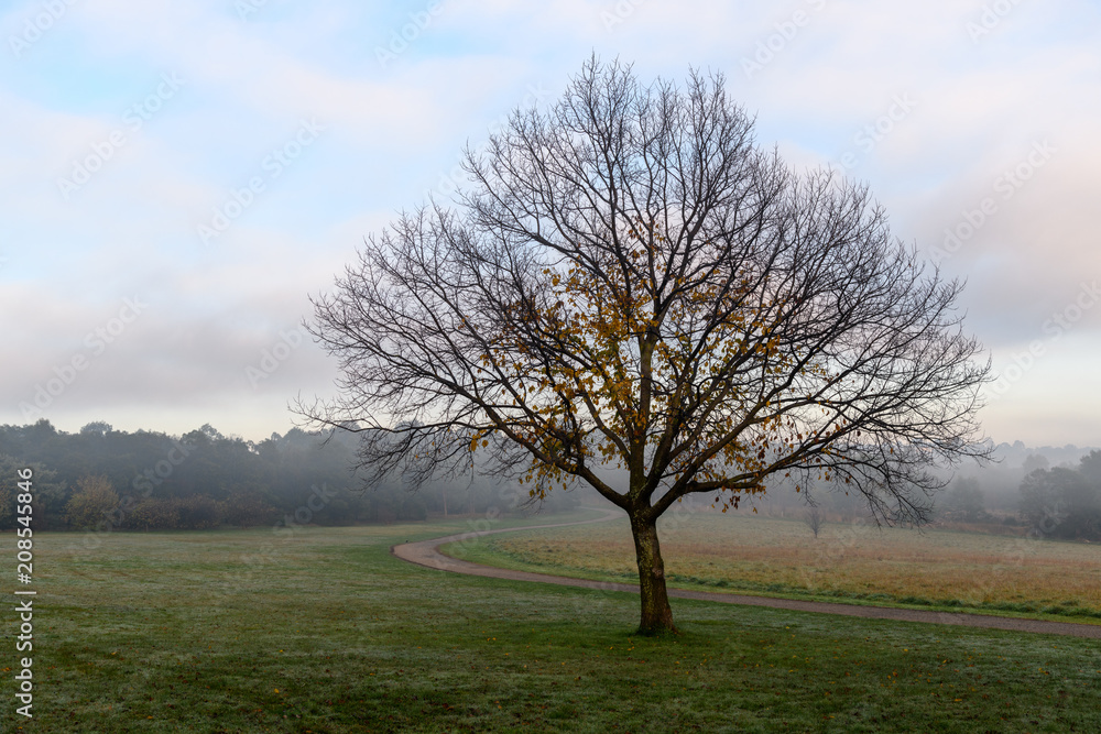 Misty morning in Nortons Park