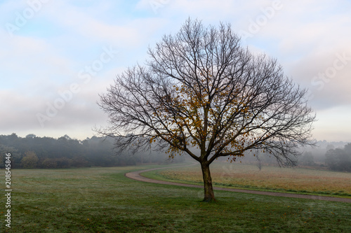 Misty morning in Nortons Park