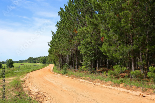 Curved dirt road with farmland on the left and tall pine trees on the right in rural Georgia, USA.