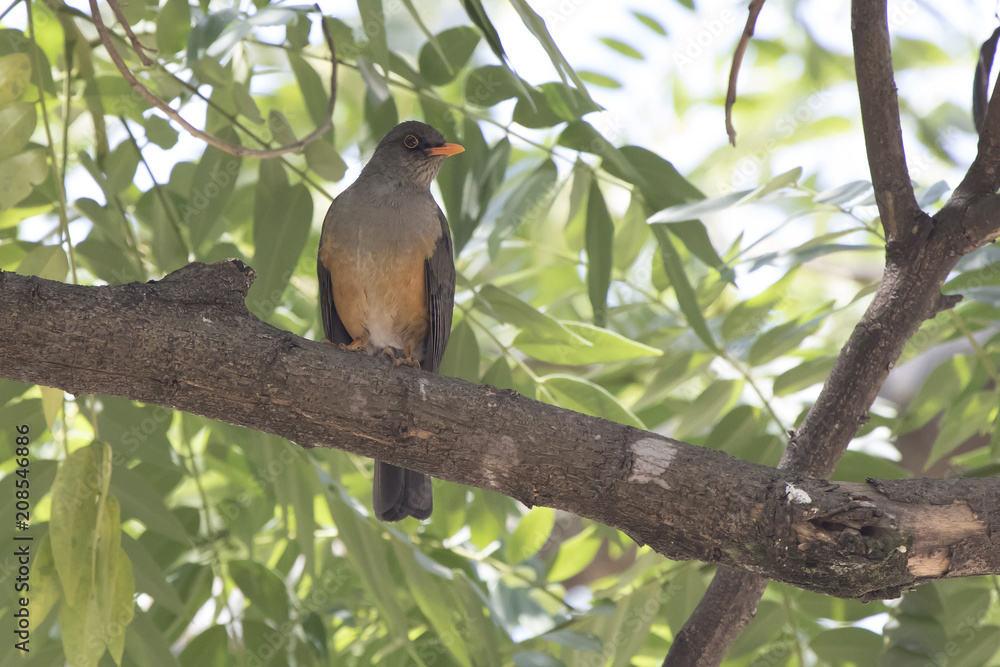Olive thrush that sits on a tree branch in the shade of leaves on a hot African day Olive thrush that sits on a tree branch in the shade of leaves on a hot African day