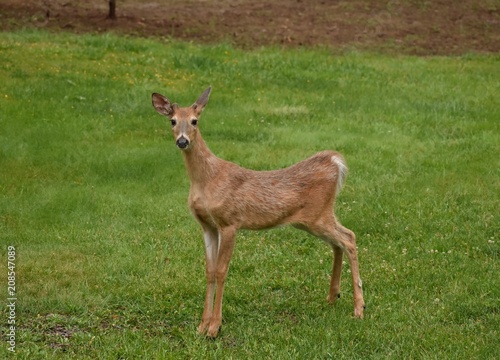 Whitetail buck deer standing on lawn