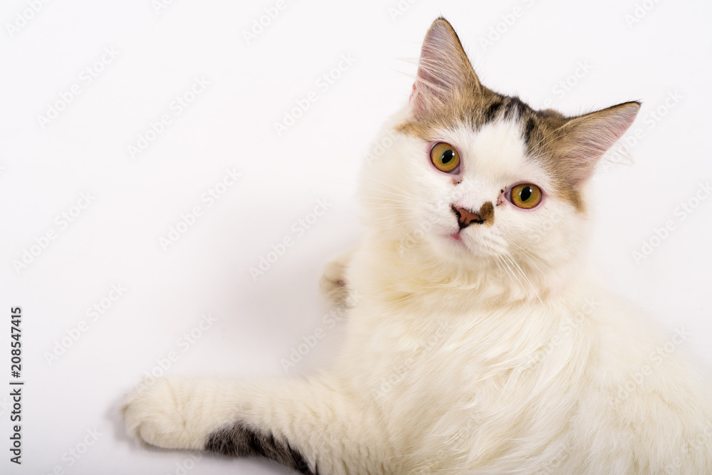Cute Fluffy Persian Cat Against White Background