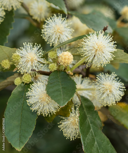 Close-up of Black Wattle (Callicoma serratifolia) - tree native to eastern Australia photo