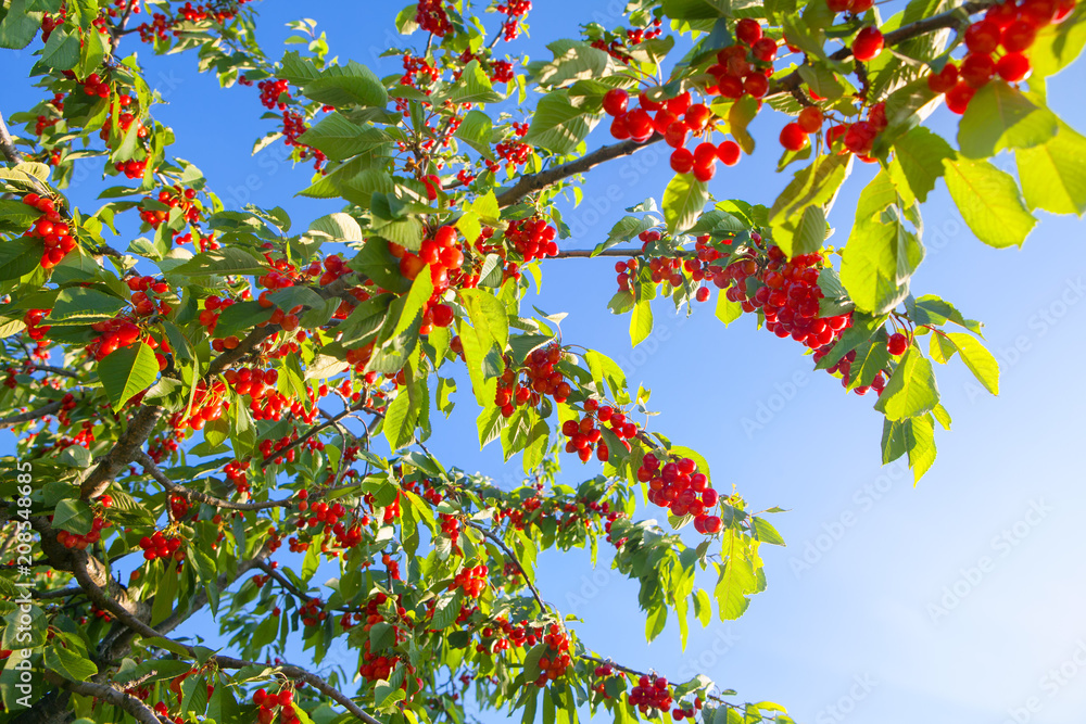 fresh cherries in the garden fresh cherries in the garden