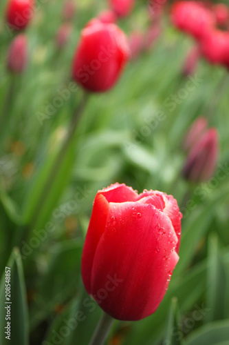 White Tipped Red Tulip with Rain Droplets photo