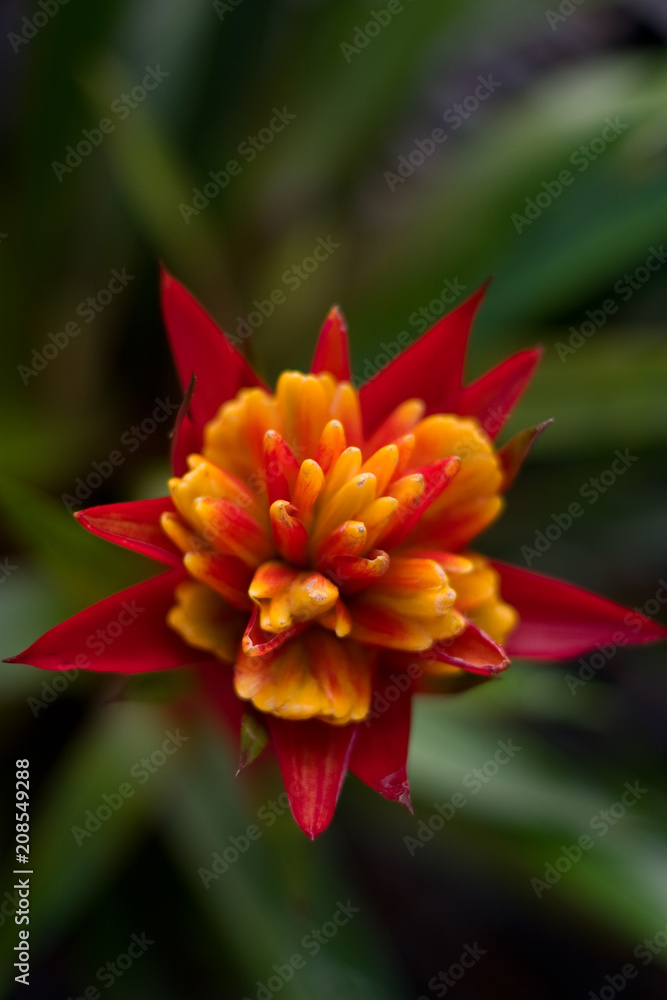 Red and yellow garden flower Red and yellow garden flower