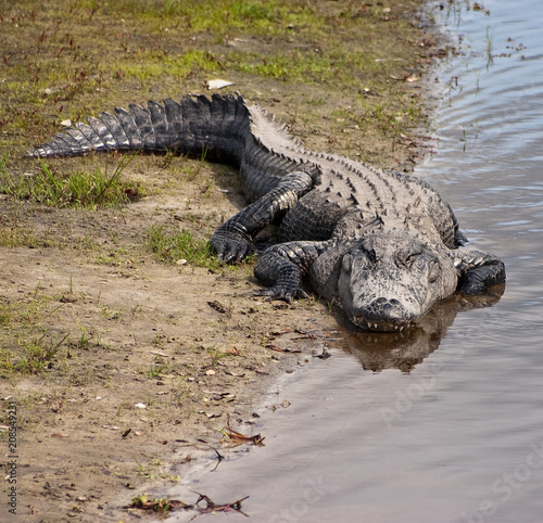 American Alligator lying on river bank in Florida