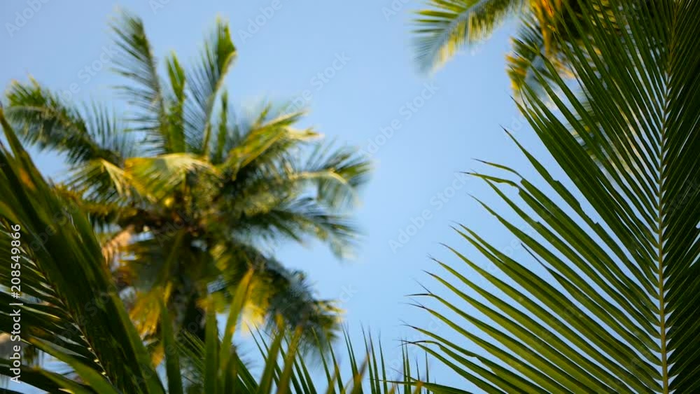 Coconut palm trees crowns against blue sunny sky perspective view from the ground. Tropical travel background landscape at paradise coast. Summer beach nature scene with green leaves sway in the wind Coconut palm trees crowns against blue sunny sky perspective view from the ground. Tropical travel background landscape at paradise coast. Summer beach nature scene with green leaves sway in the wind