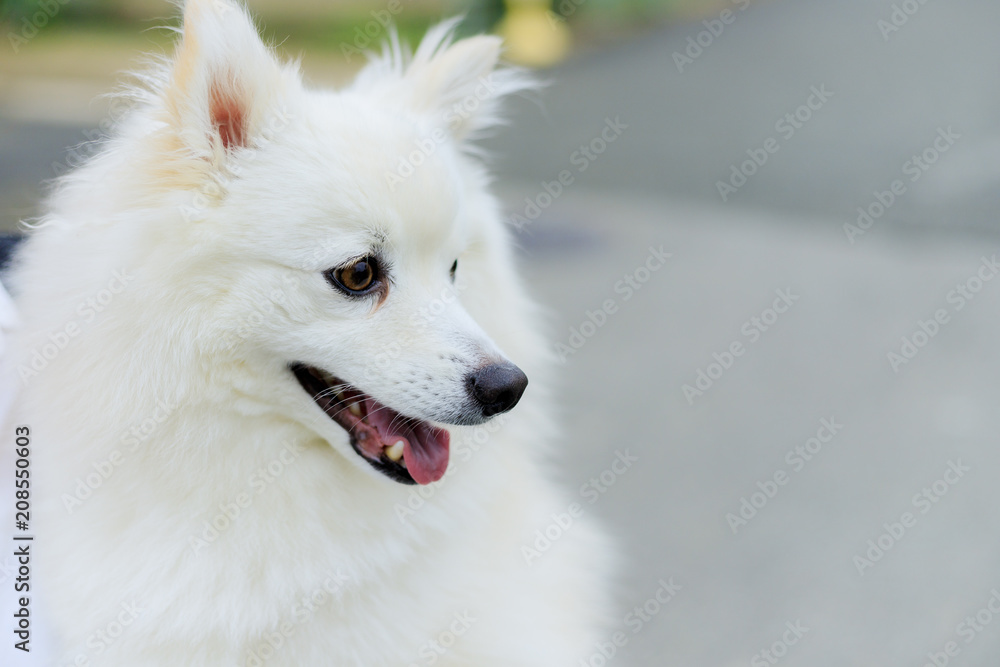 日本スピッツ犬