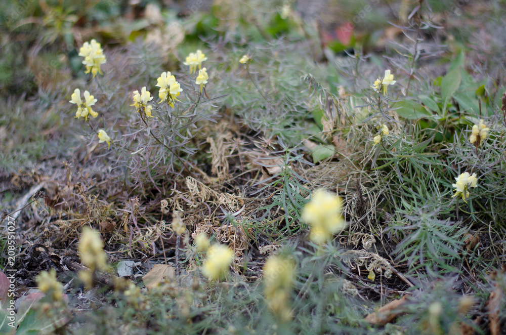 道端の草花 Stock Photo Adobe Stock