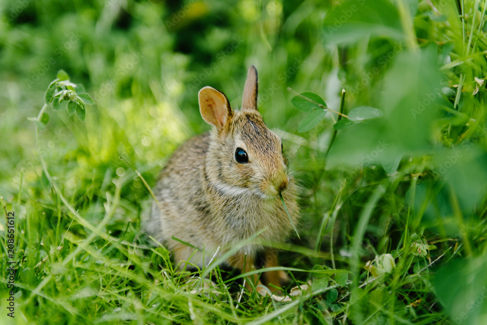 Fototapeta premium Rabbit II