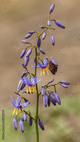 Close-up of Blue Flax-lily (Dianella longifolia) - NSW wildflower about 1/2