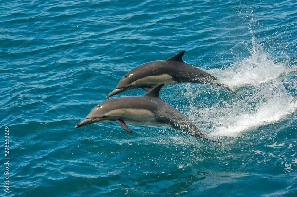 Naklejka premium Two dolphins jumping in the ocean in the Sea of Cortez (Baja California, Mexico) - Delphinus delphin