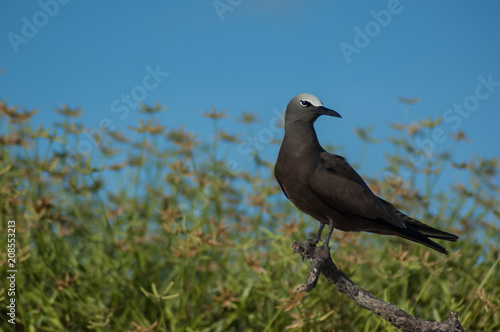 Brown noddy bird (Anous stolidus) perched on a stick with blue sky and green vegetation on a tropical island in the Indian Ocean photo