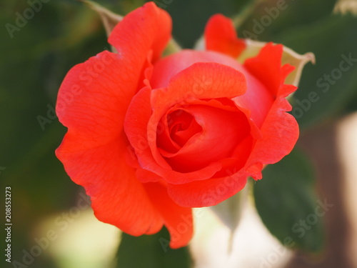 Orange Bright Rose