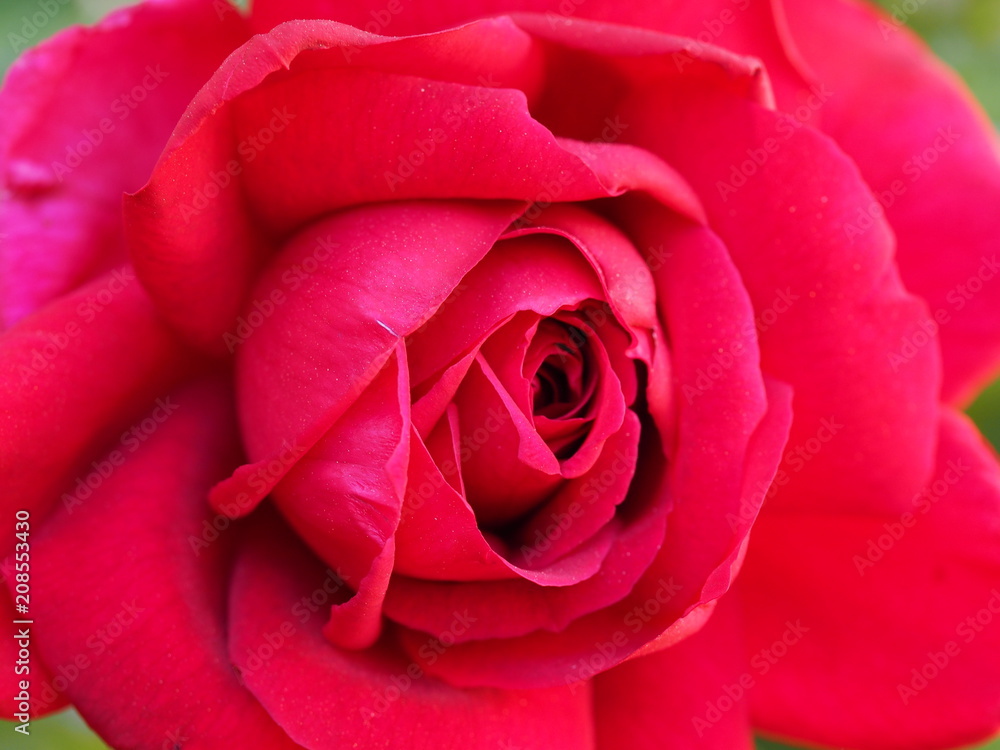 Big Red Rose Big Red Rose