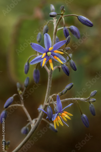 Close-up of Blue Flax-lily (Dianella longifolia) - NSW wildflower about 1/2" (10mm) in diameter