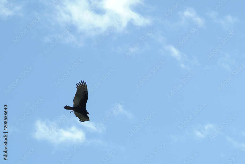 Fototapeta premium bird in flight