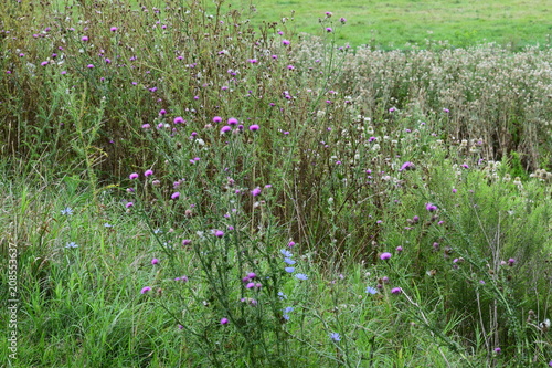 Wildflowers