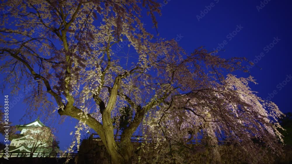 弘前公園の桜 ライトアップ night cherry blossoms in hirosaki park 弘前公園の桜 ライトアップ night cherry blossoms in hirosaki park