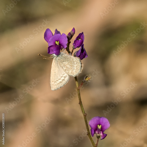 Close-up of Common Grass Blue Butterfly (Zizina labradus) feeding on False Sarsaparilla (Hardenbergia violacea) - native wildflower of Australia, from Queensland to Tasmania