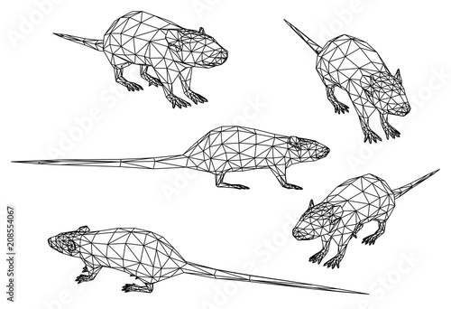 Rat polygonal lines illustration. Abstract vector rat on the white background