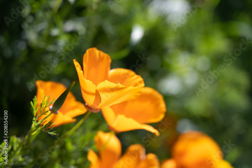 Macro photo of orange flower  Eschscholzia californica