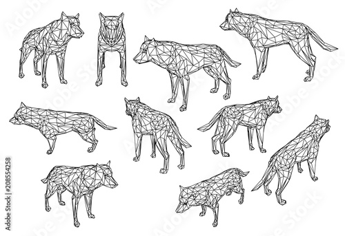 Wolf polygonal lines illustration. Abstract vector wolf on the white background