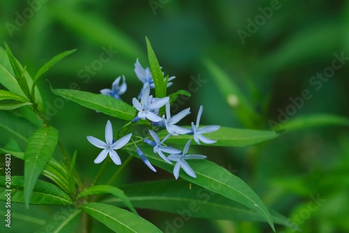 Amsonia elliptica (Chojiso)
 photo