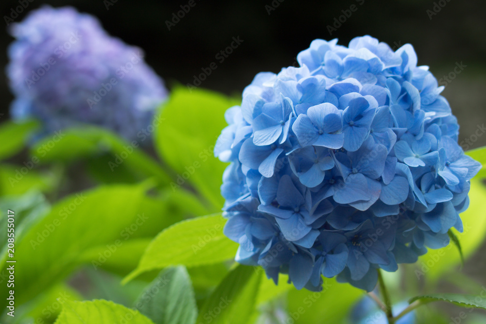 Beautiful blue hydrangea flowers Beautiful blue hydrangea flowers
