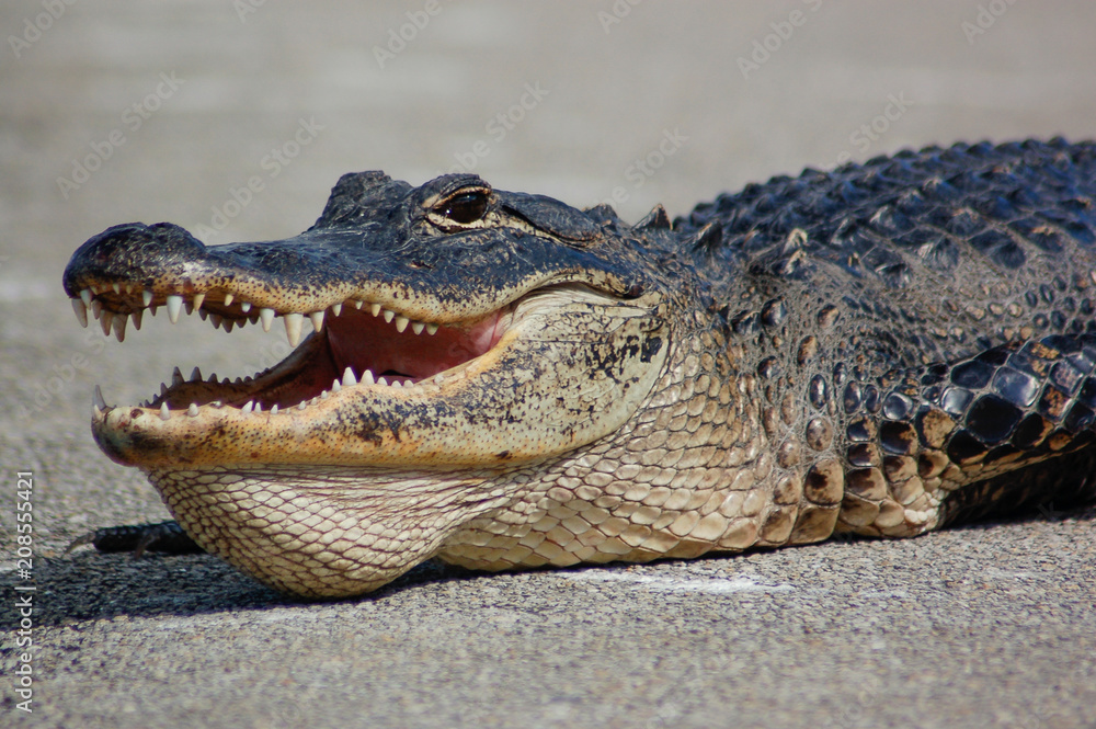 Obraz premium American alligator portrait showing teeth (head close-up) in Everglades, Florida, United States (Alligator mississippiensis)