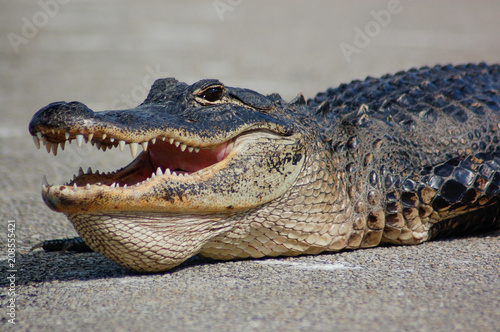 American alligator portrait showing teeth  head close-up  in Everglades  Florida  United States  Alligator mississippiensis 