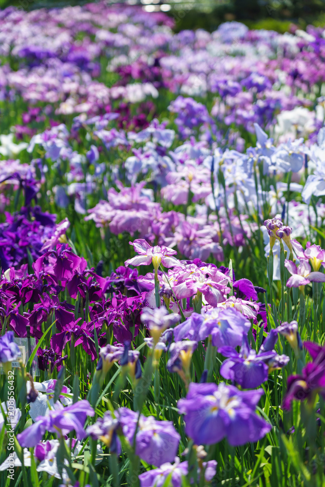 花菖蒲 花菖蒲
