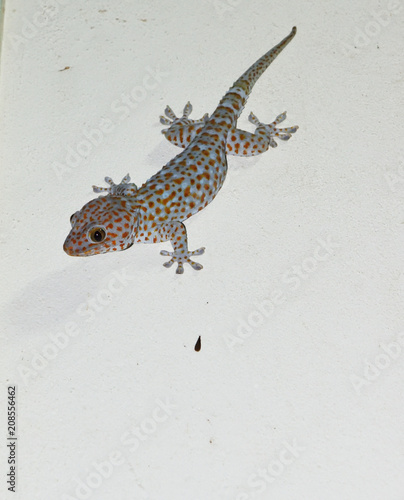 Tokay gecko on gray wall , Many orange color dots spread on blue skin of Gekko gecko , Reptiles in the homes of the tropics
