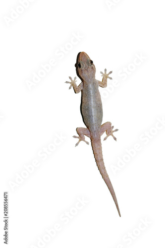 Thai Gecko stuck on white background , Lizard in Thailand , The color and the skin of the reptile are harmonious with the environment 