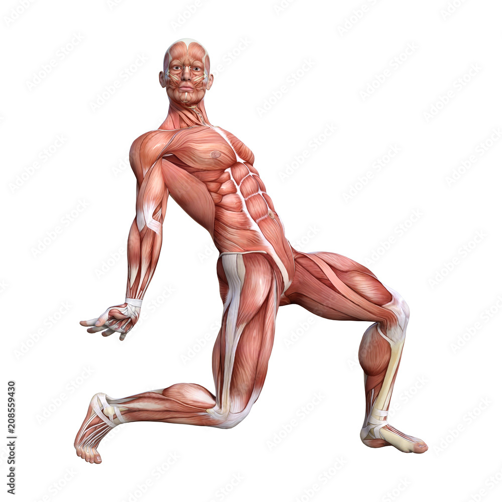 3D Rendering Male Anatomy Figure on White 3D Rendering Male Anatomy Figure on White