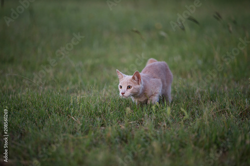 Young orange shorthair tabby cat stalking in grass