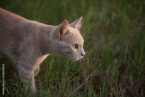 Young orange shorthair tabby cat stalking in grass