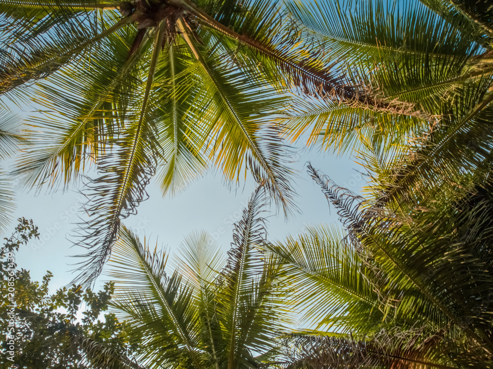 Fototapeta premium Under the Palm Trees