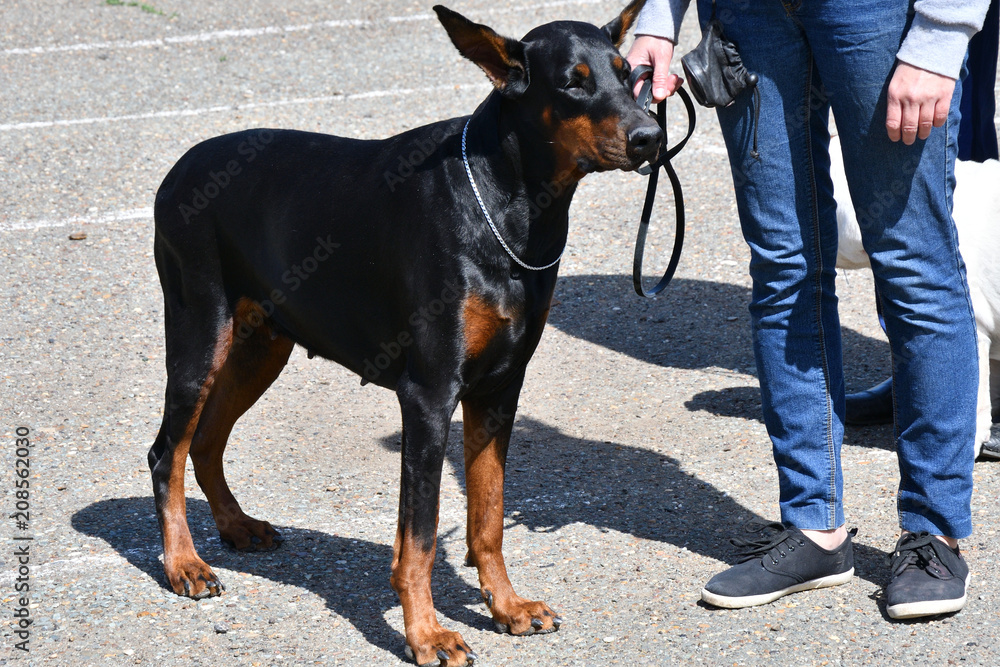 Dog breed Doberman