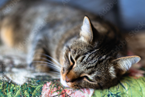 cat resting © artem