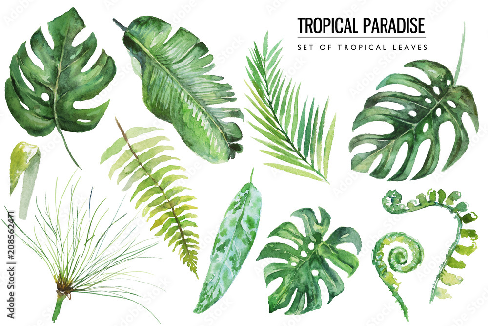 Watercolor tropical floral illustration set with green leaves for wedding stationary, greetings, wallpapers, fashion, backgrounds, textures, DIY, wrappers, postcards, logo, etc. - obrazy, fototapety, plakaty 