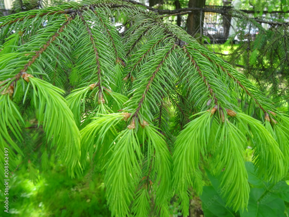Fototapeta premium Young green spruce | Молодая зеленая ель