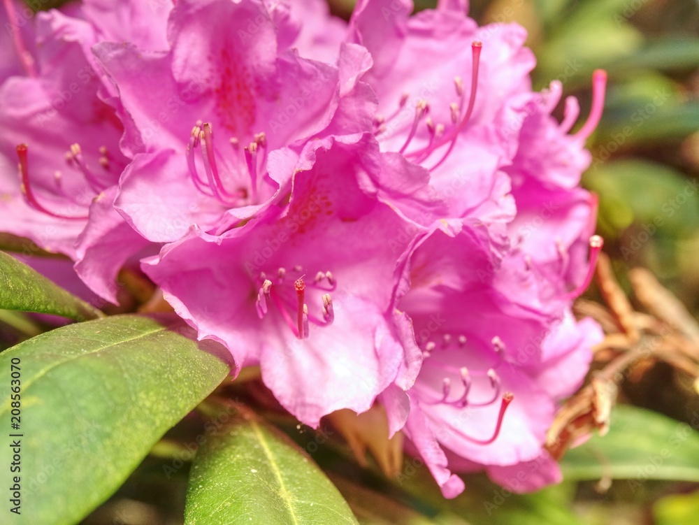 Rich pink azalea (rhododendron) bush with leaves in the japanese garden Rich pink azalea (rhododendron) bush with leaves in the japanese garden