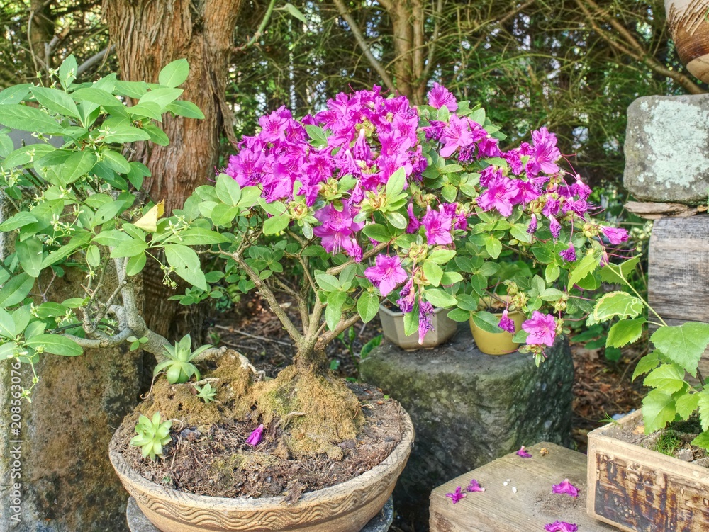 Beautiful blooming pink azalea bonsai tree in a pot in Japanese garden. Beautiful blooming pink azalea bonsai tree in a pot in Japanese garden.