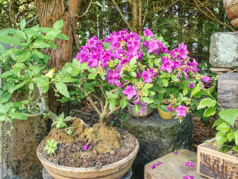 Beautiful blooming pink azalea bonsai tree in a pot in Japanese garden.