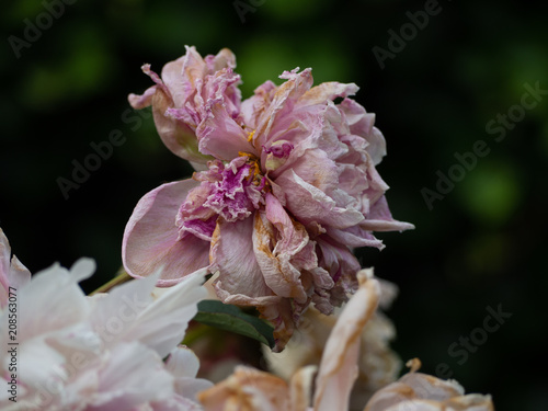 Decay of a pink peony. The end of life for a beautiful flower.