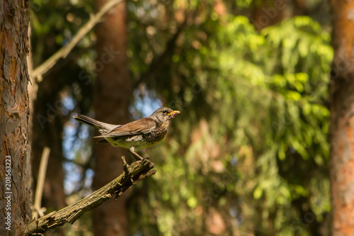 beautiful bird sitting on a tree in the forest