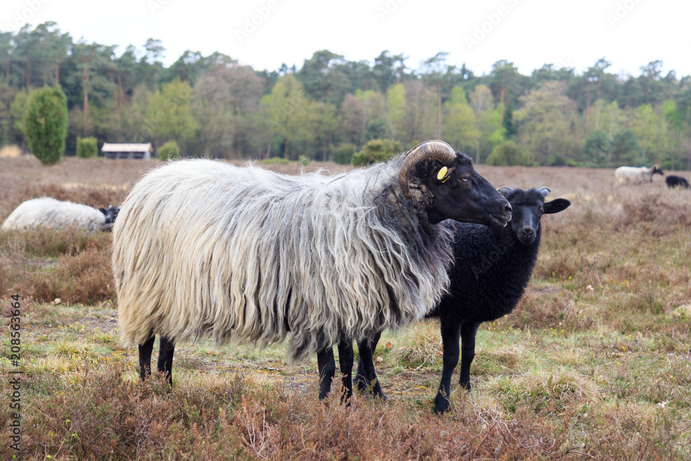 Obraz premium Moorland sheep Heidschnucke and young lamb in Lüneburg Heath near Undeloh and Wilsede, Germany